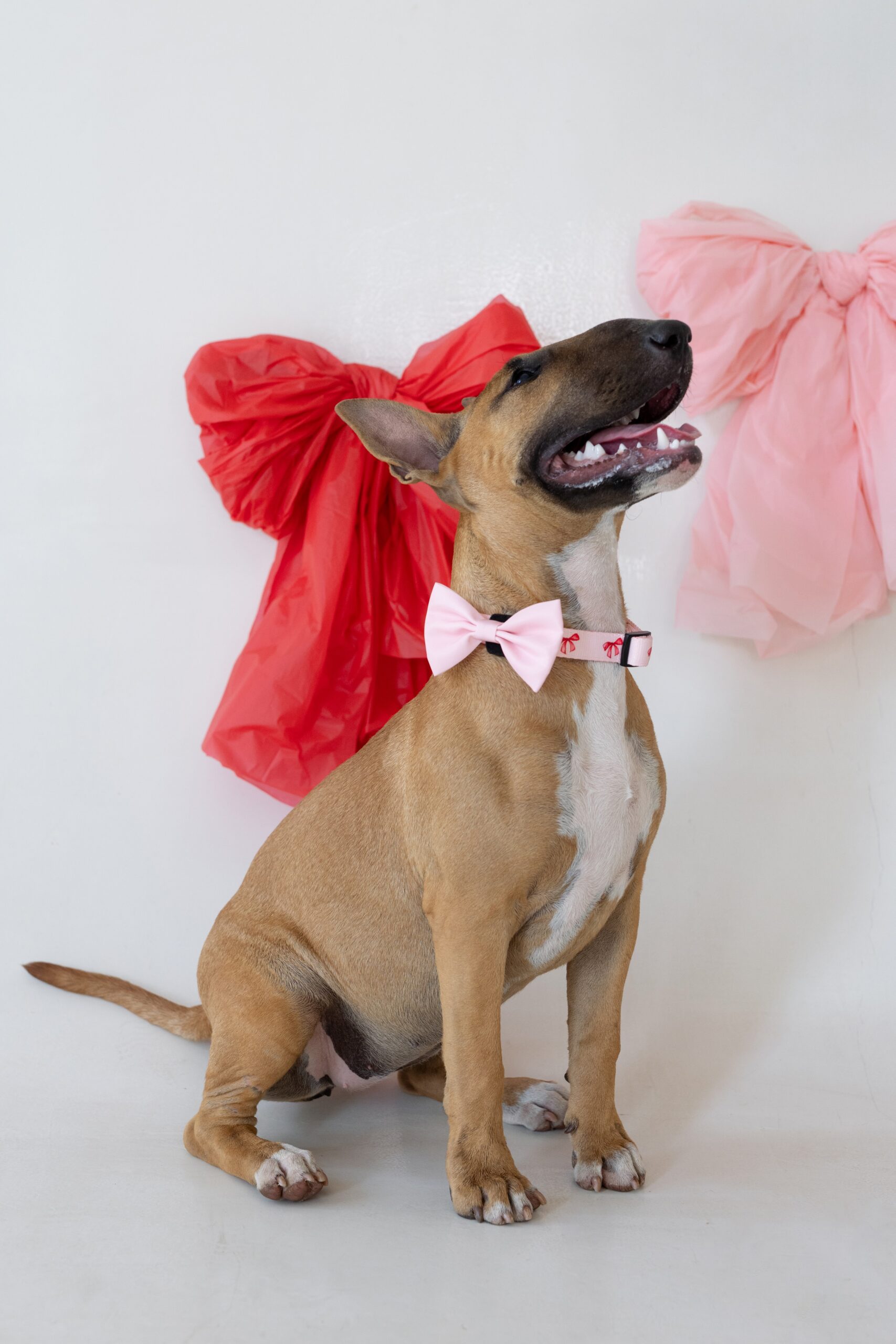 Bow Belle Collar - Image 4