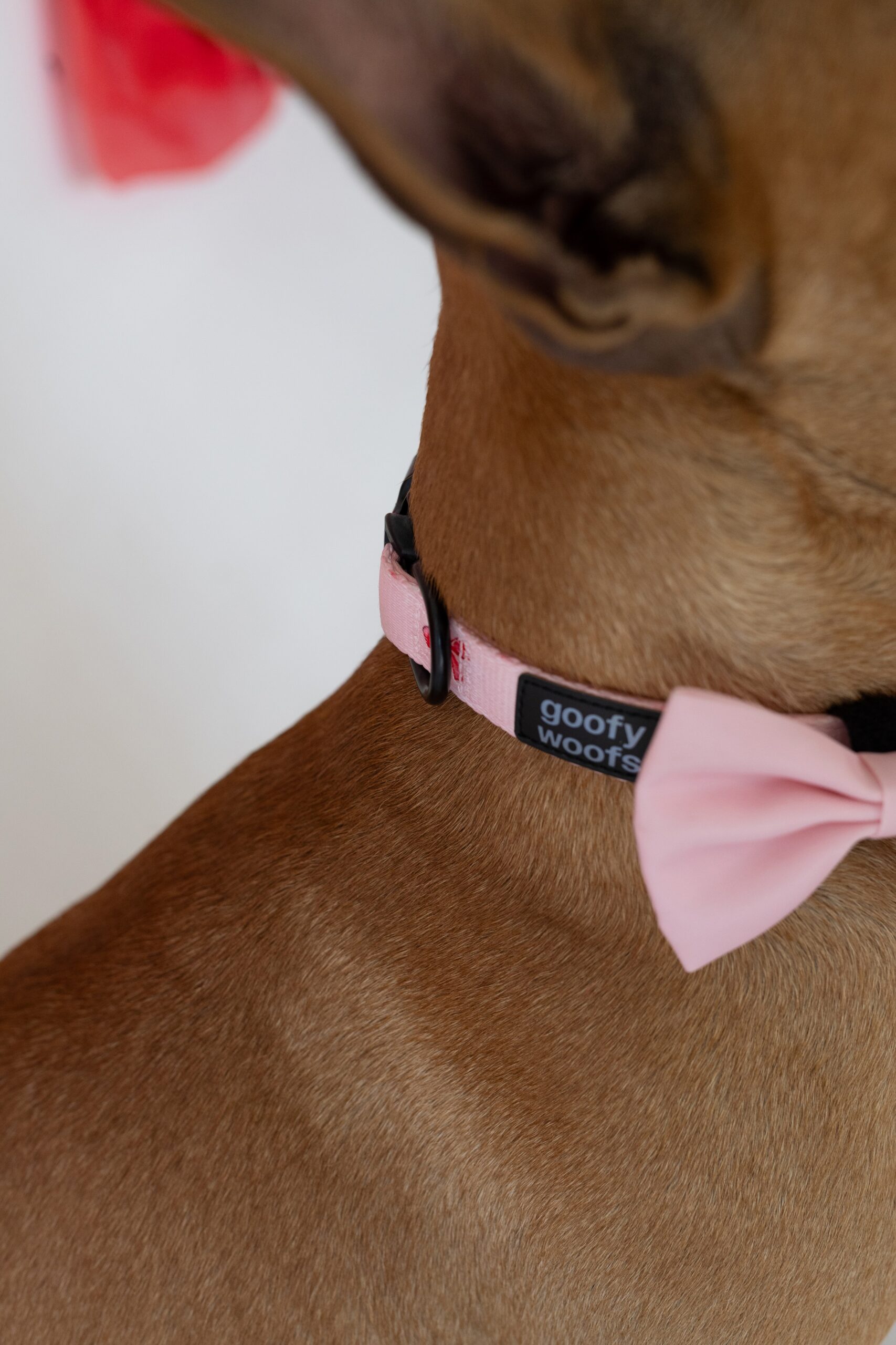 Bow Belle Collar - Image 3