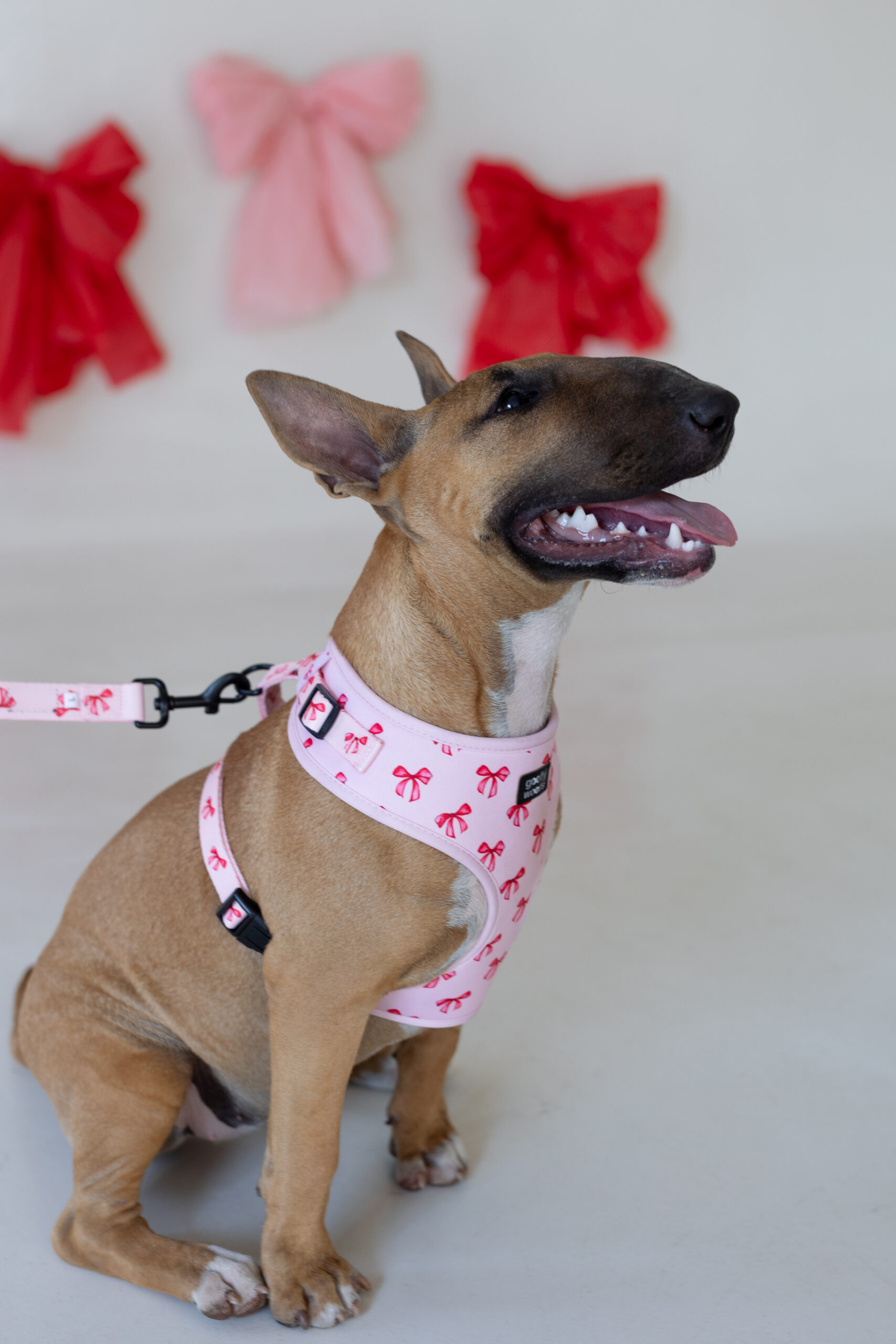 Bow Belle harness - Image 5