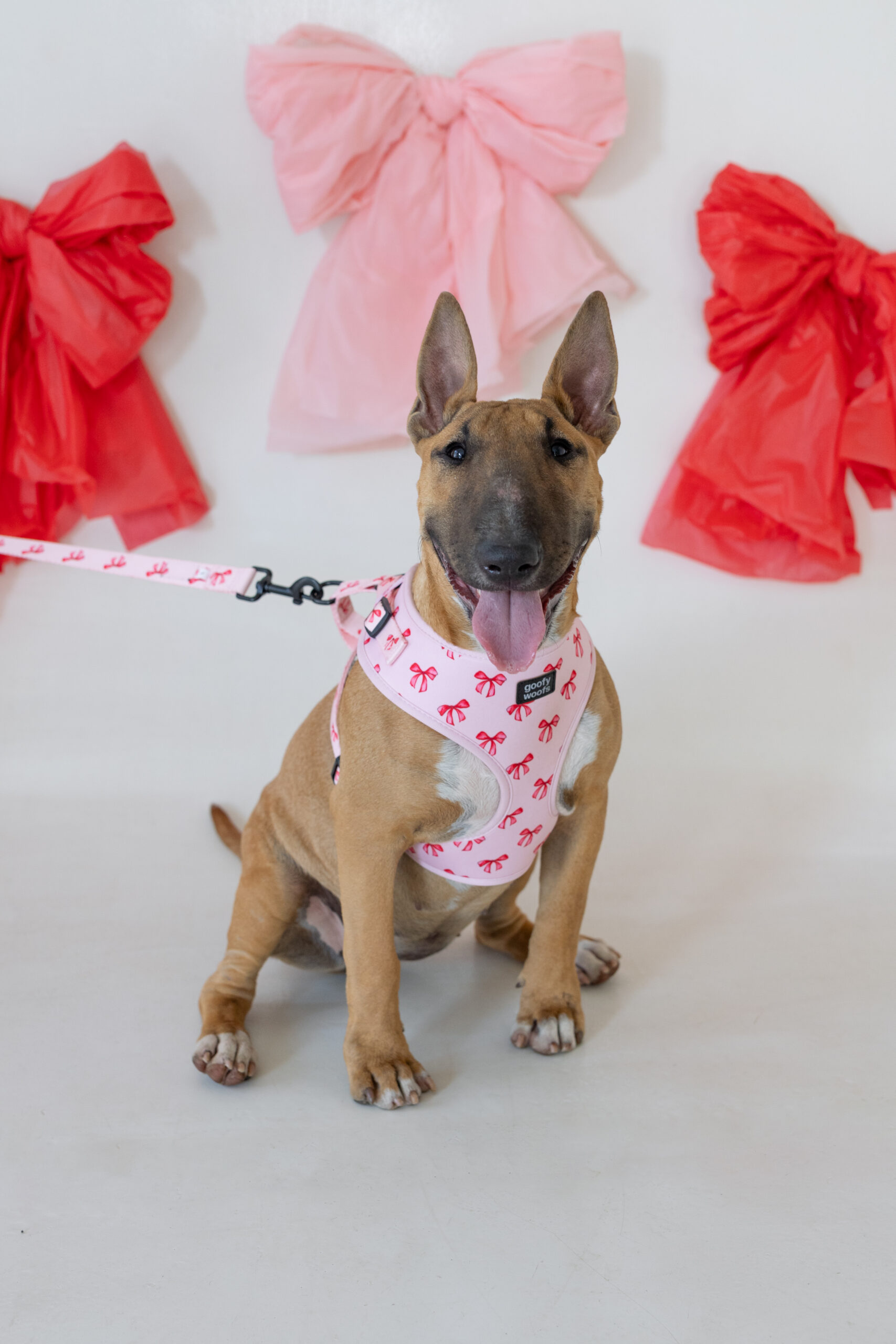 Bow Belle harness - Image 4